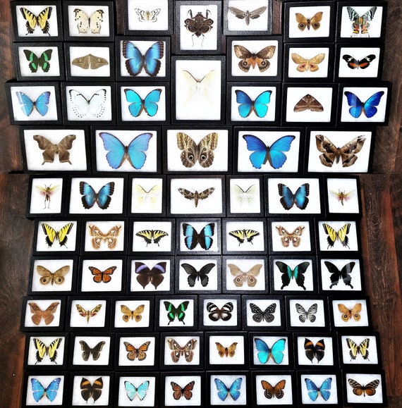 Pantry Moths - Best Price in Singapore - Dec 2023