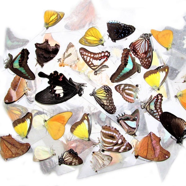 Butterflies Moths assorted Wholesale Mix Lot Collection Choose 10, 50, or 100 pieces