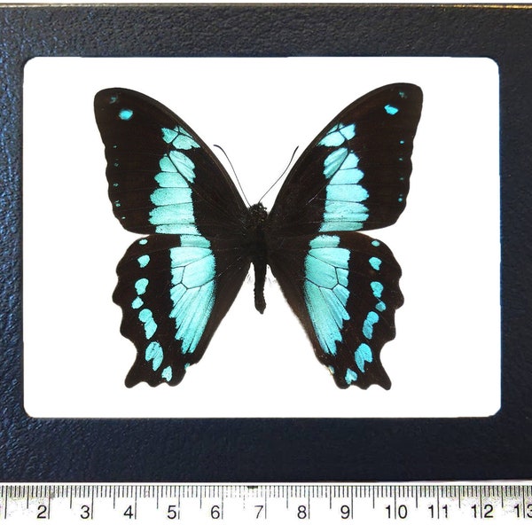 Papilio bromius ONE Real butterfly blue Africa