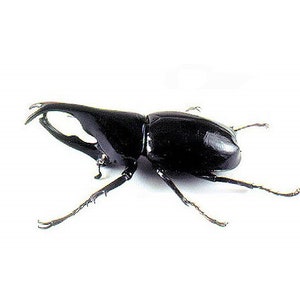 Xylotrupes gideon ONE Real Rhinoceros Beetle Unmounted Packaged or Wings Spread Indonesia image 1