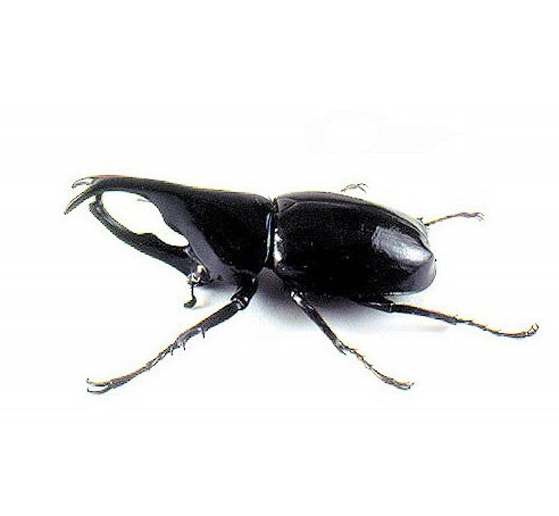 Xylotrupes gideon ONE Real Rhinoceros Beetle Unmounted Packaged or Wings Spread Indonesia image 1