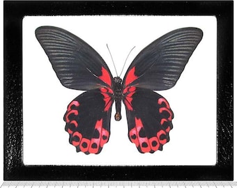 Papilio rumanzovia One Real butterfly red black Philippines