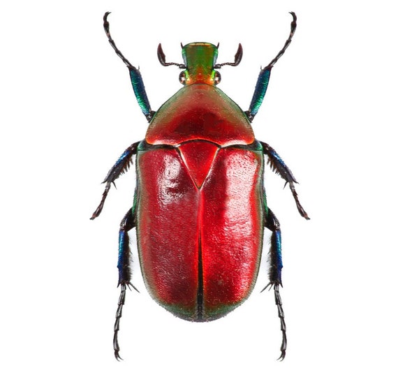 Torynorrhina Flammea RED FORM Scarab Beetle Thailand - Etsy