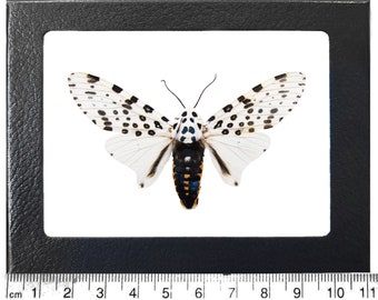 Hypercompe scribonia white black leopard moth USA