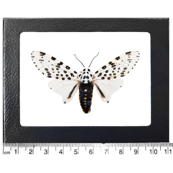 Hypercompe scribonia white black leopard moth USA