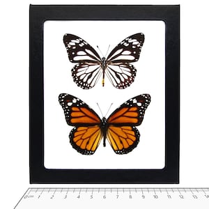 Danaus plexippus recto ONE Real Butterfly North American Monarch melanippus+plexippus