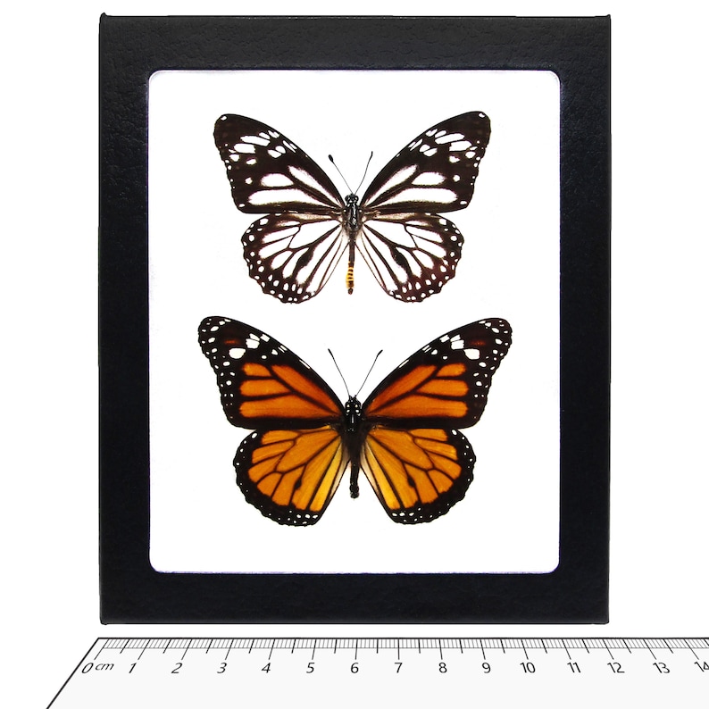 Danaus plexippus recto ONE Real Butterfly North American Monarch melanippus+plexippus