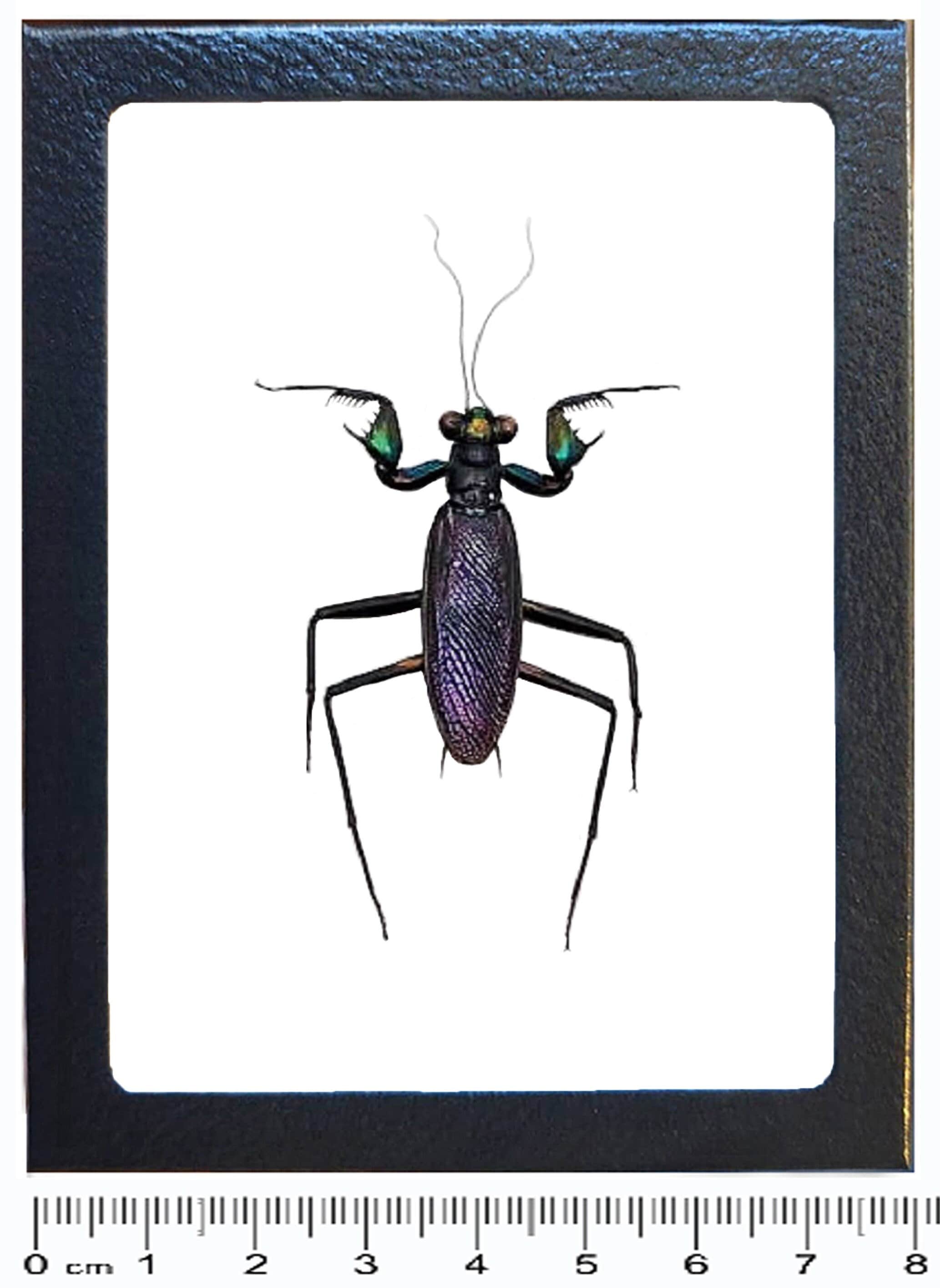 カリマンタン島の美麗カミキリ ケンランカマキリ(Metallyticus splendidus) 5令前後幼虫4匹セット