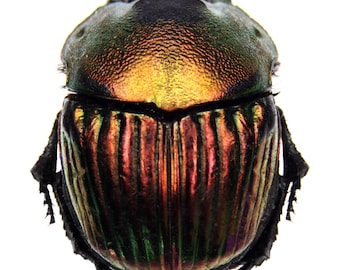 Large Metallic Dung Beetle Framed Taxidermy - Phanaeus Demon - Etsy