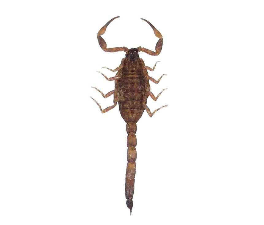 Mesobuthus martensii gold scorpion China