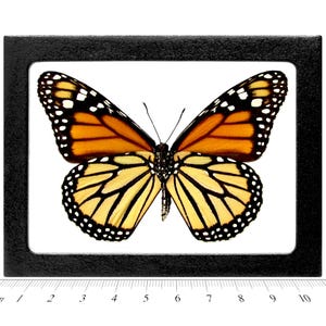 Danaus plexippus VERSO orange black monarch butterfly USA