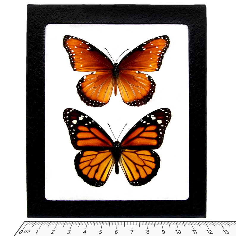 Danaus plexippus recto ONE Real Butterfly North American Monarch plexippus gilippus