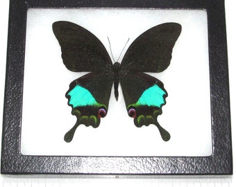 May include: A framed black and green butterfly with turquoise accents. The butterfly is mounted on a white background and displayed in a black frame.