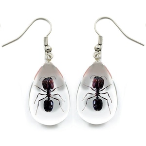 REAL preserved bullet ant bug earrings acrylic sterling silver