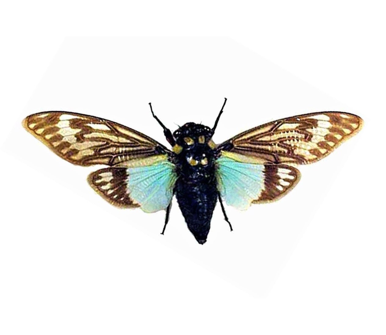 Tosena splendida blue clear wings cicada Thailand mounted packaged