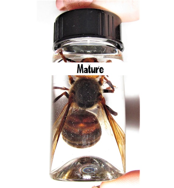 Wet Specimen Xl Real Japanese Murder Hornet Wasp Vespa Etsy