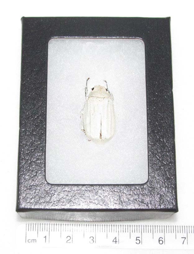 Lepidiota Stigma White Scarab Beetle Thailand - Etsy