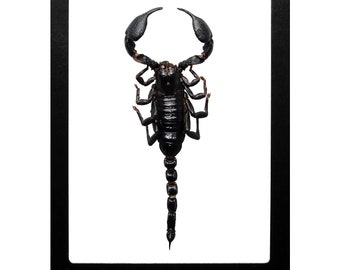 Heterometrus laoticus ONE Real emperor scorpion