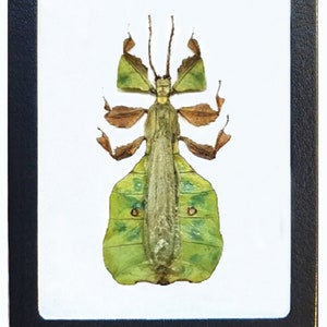 Phyllium pulchrifolium MALE green leaf mimic insect Indonesia