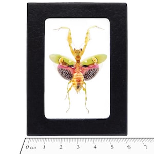 Creobroter gemmatus Real malaysian pink flower praying mantis insect