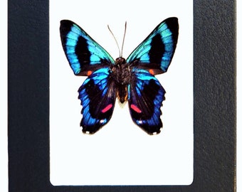 Ancyluris meliboeus red blue black butterfly Peru