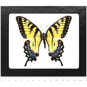 Papilio glaucus FEMALE yellow black striped swallowtail butterfly Indiana