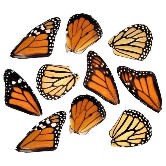lote de 10 alas de mariposa monarca Danaus plexippus al por mayor