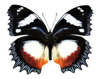 Hypolimnas dexithea One Real Butterfly blue white black Madagascar