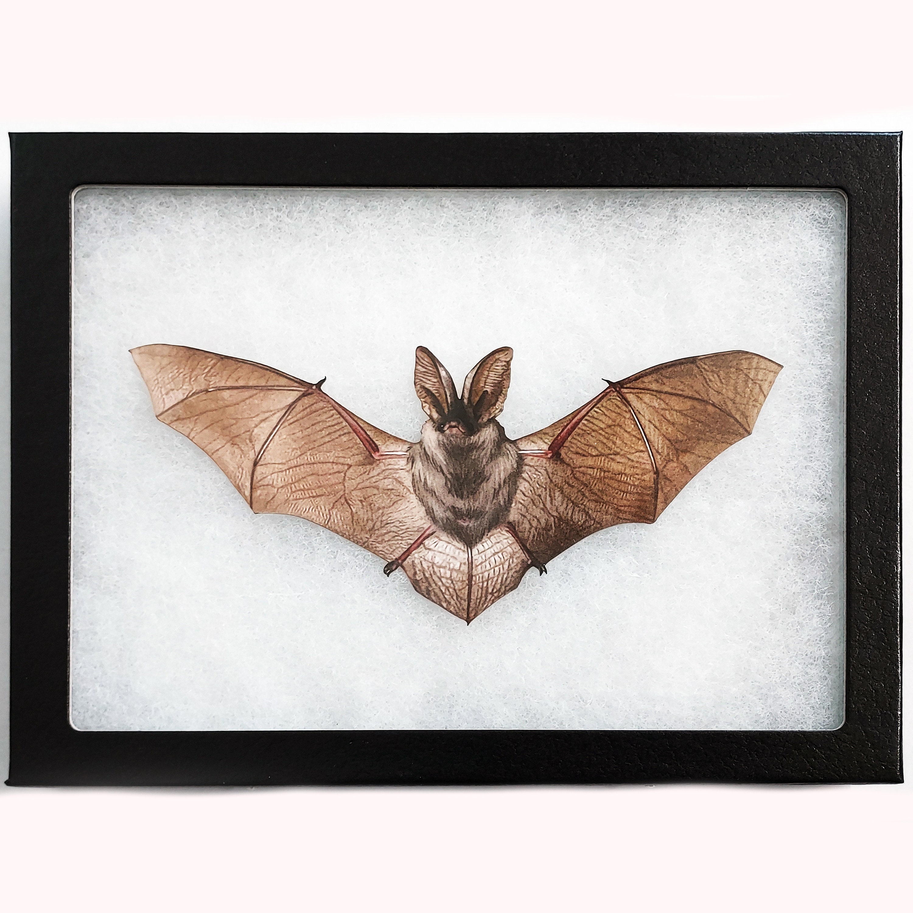 Plecotus auritus REPLICA wings spread framed bat