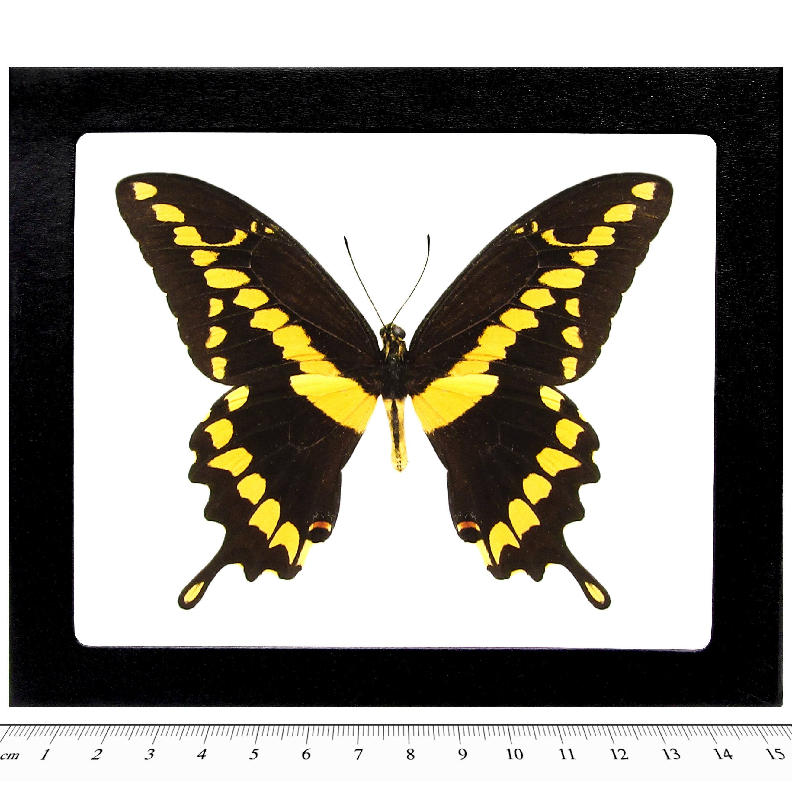 Papilio Cresphontes RECTO Giant Swallowtail Yellow Black Butterfly