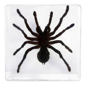May include: A black spider preserved in a clear acrylic cube. The spider has eight legs and is in a lifelike pose.