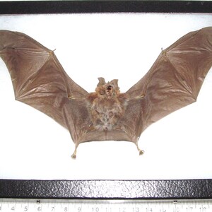 Rhinolophus affinis horseshoe bat Indonesia