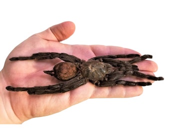 Haplopelma minax Real XL 6in+ tarantula spider arachnid unmounted