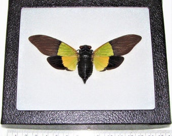 Trengganua sibylla ONE Real cicada green gold black spread mounted papered packaged Malaysia