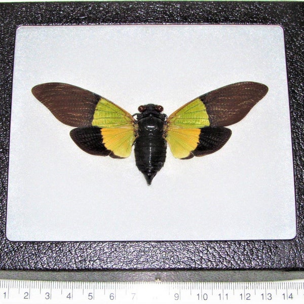 Trengganua sibylla ONE Real cicada green gold black spread mounted papered packaged Malaysia