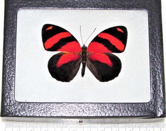 May include: A framed butterfly specimen with black wings and red stripes. The butterfly is approximately 5 cm wide.