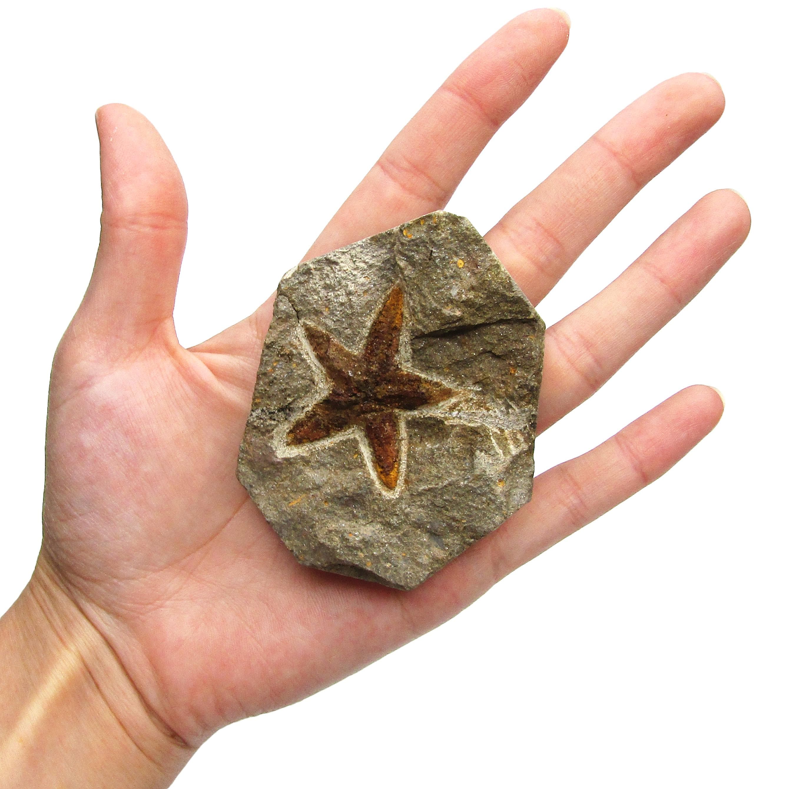 Fossil Petraster Starfish Morocco 440 Million Years Old - Etsy