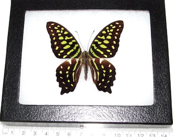 May include: A framed green and black butterfly with white markings. The butterfly is mounted on a white background and is displayed in a black frame with a ruler underneath.