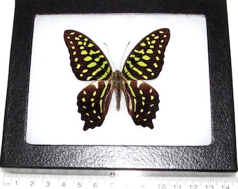 Graphium agamemnon One Real Butterfly Green Indonesia