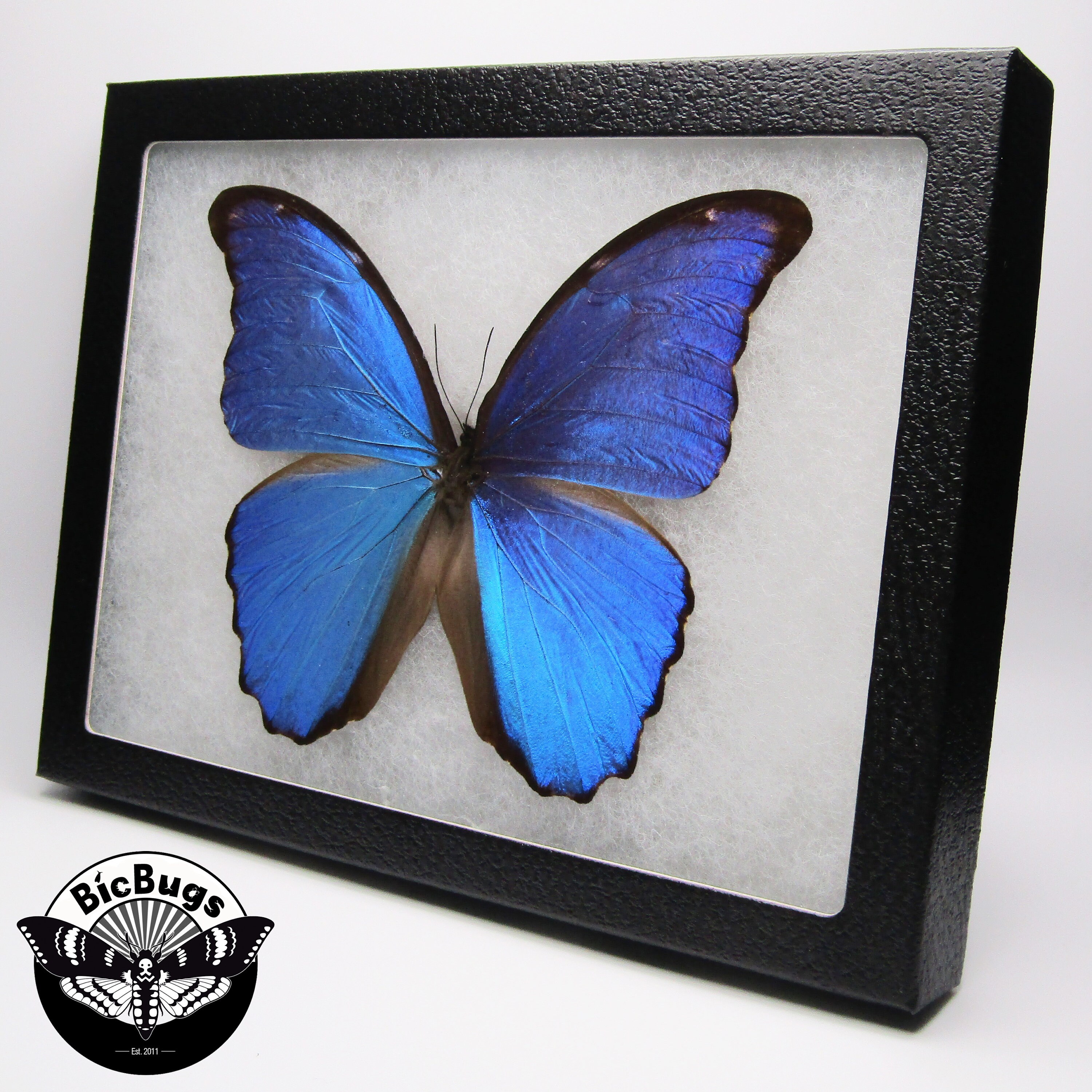 Morpho didius blue butterfly Peru - Etsy 日本