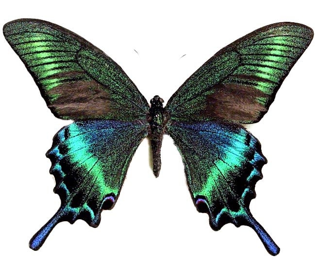 Papilio maacki spring form One Real Butterfly blue green China