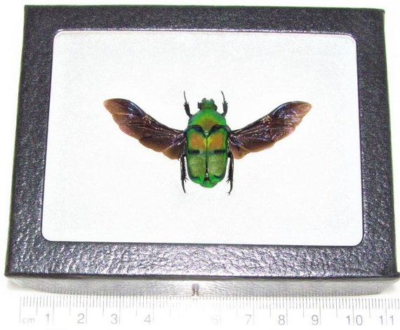 Ischiopsopha Bifasciata Mounted Wings Spread ONE Real Green Scarab