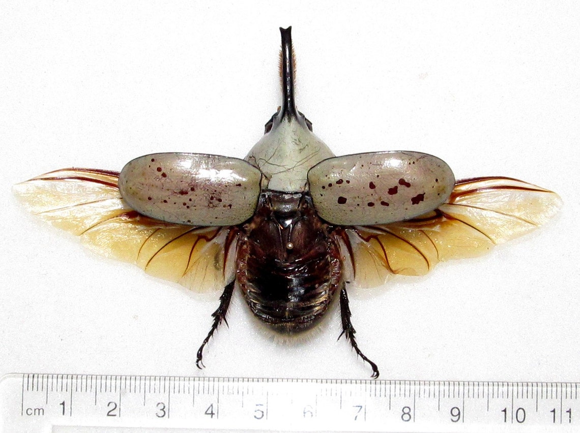 Dynastes Granti Hercules Beetle Wings Spread Mounted Pinned Etsy