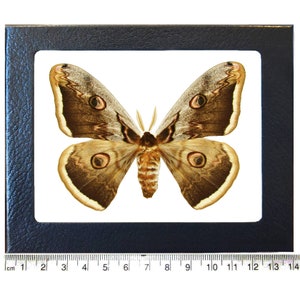 Saturnia pyri bark mimic saturn moth Europe Wings spread+framed