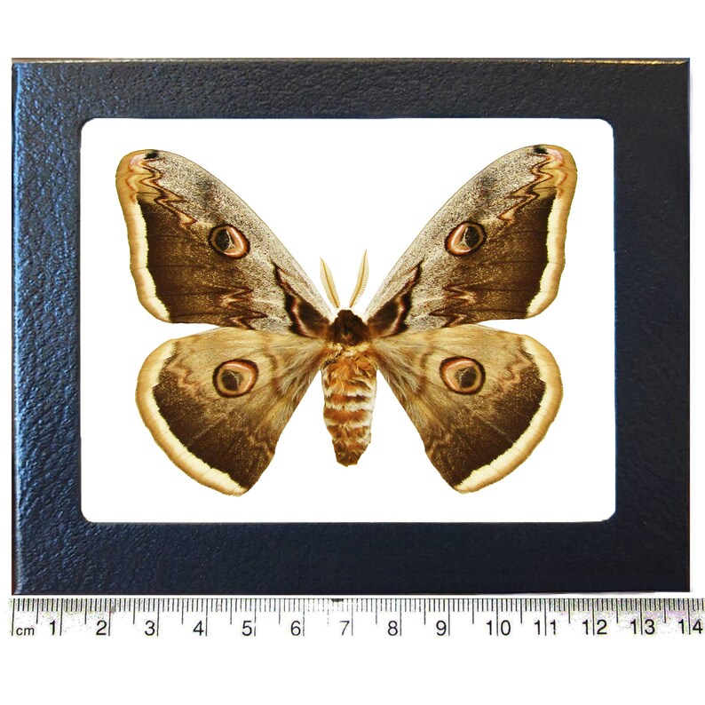 Saturnia pyri bark mimic saturn moth Europe Wings spread+framed