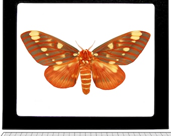 May include: A framed butterfly specimen with a striking color palette. The wings are primarily orange with a pattern of gray stripes and white spots. The body is a mix of orange and white stripes. The specimen is displayed in a black frame against a white background.