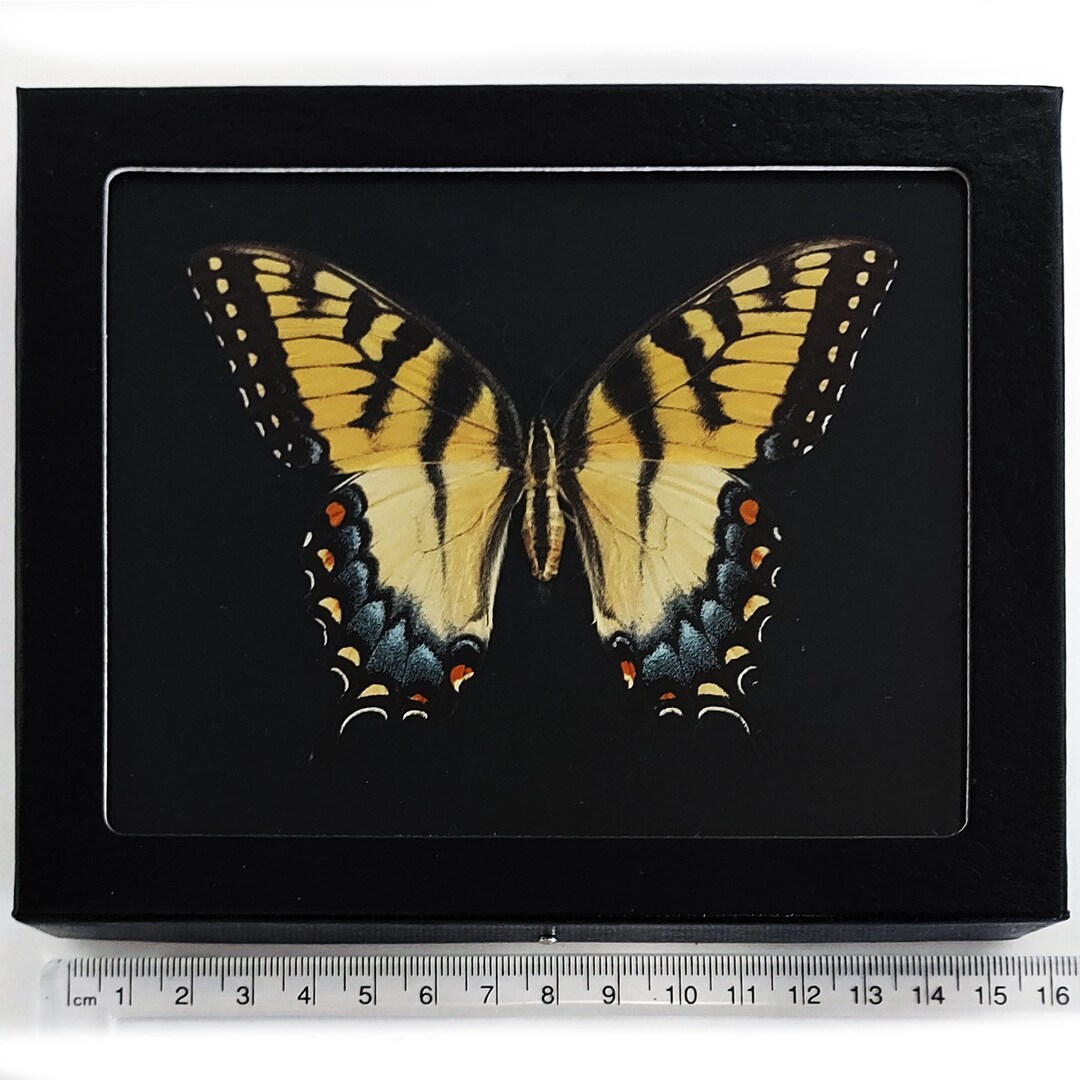 版画 SWALLOWTAIL BUTTERFLY white.jpg?v=1756229813&width=1946