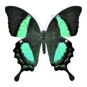 Papilio palinurus One Real Butterfly Green Swallowtail Indonesia image 2