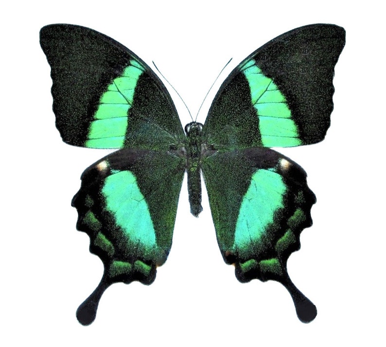 Papilio palinurus One Real Butterfly Green Swallowtail Indonesia image 2