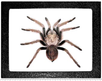 Aphonopelma chalcodes FEMALE Arizona blonde tarantula USA FRAMED